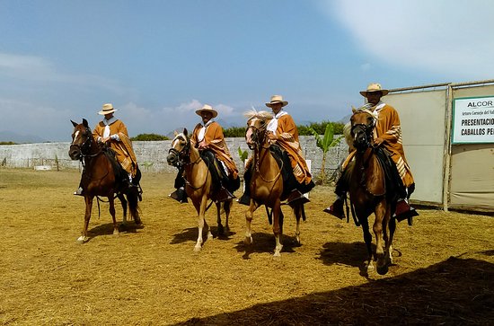 Caballo de Paso